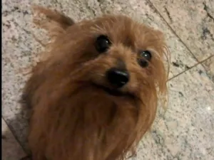 Cachorro raça Yorkshire idade 6 ou mais anos nome Trovão 