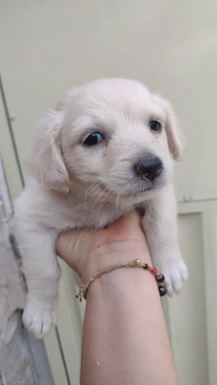 Cachorro ra a SRD-ViraLata idade Abaixo de 2 meses nome Sem nome