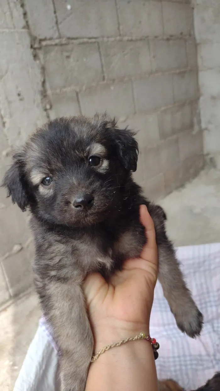 Cachorro ra a SRD-ViraLata idade Abaixo de 2 meses nome Sem nome