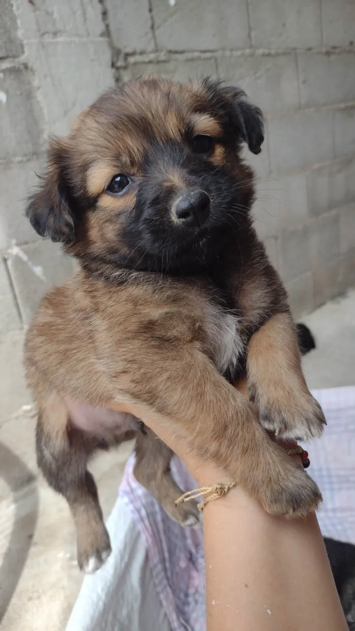 Cachorro ra a SRD-ViraLata idade Abaixo de 2 meses nome Sem nome