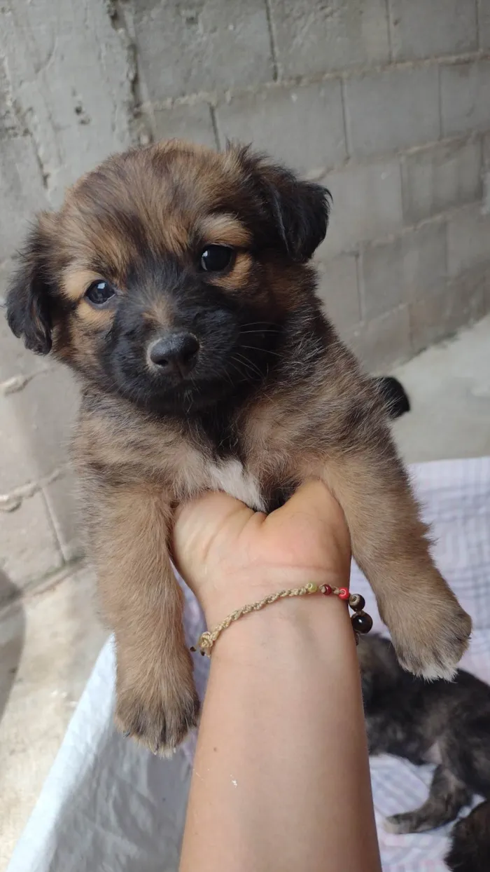 Cachorro ra a SRD-ViraLata idade Abaixo de 2 meses nome Sem nome