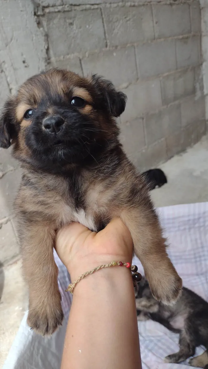 Cachorro ra a SRD-ViraLata idade Abaixo de 2 meses nome Sem nome