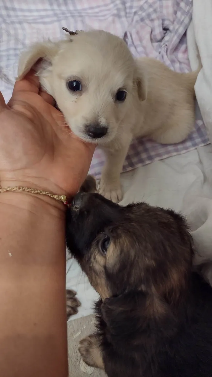 Cachorro ra a SRD-ViraLata idade Abaixo de 2 meses nome Sem nome