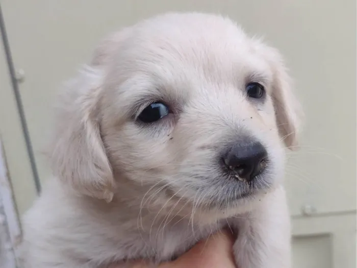 Cachorro ra a SRD-ViraLata idade Abaixo de 2 meses nome Sem nome