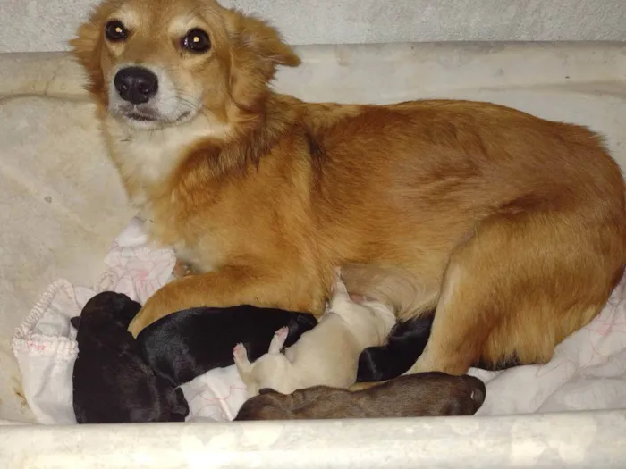 Cachorro ra a SRD-ViraLata idade Abaixo de 2 meses nome Sem nome