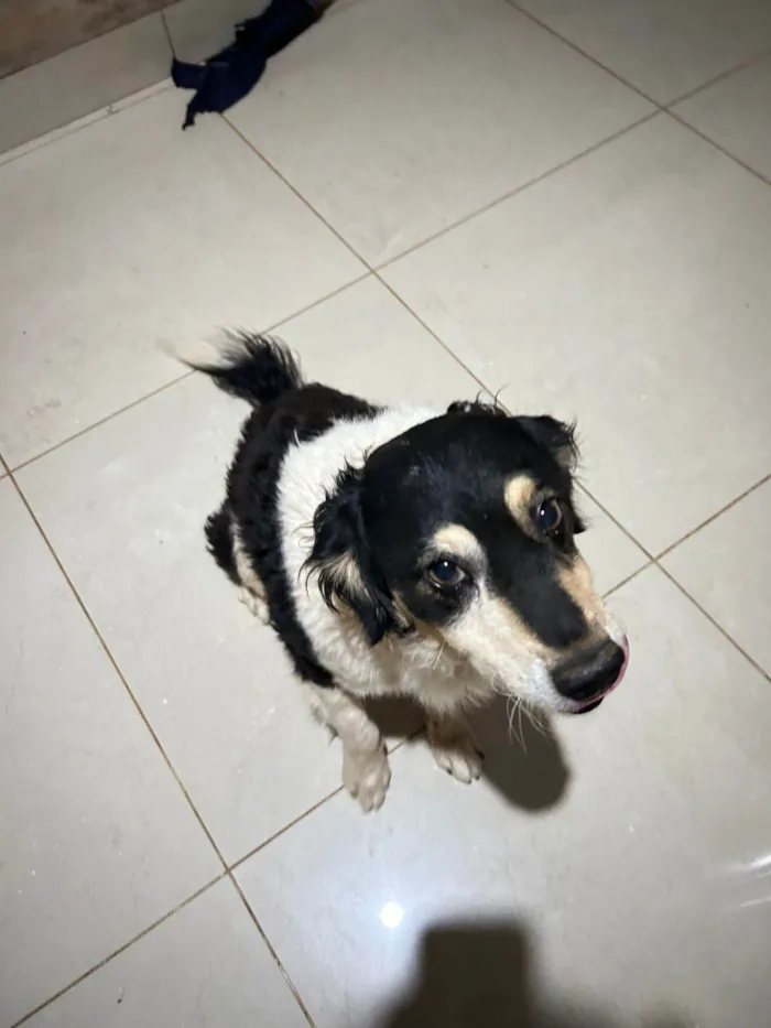 Cachorro ra a SRD-ViraLata idade 5 anos nome Jack