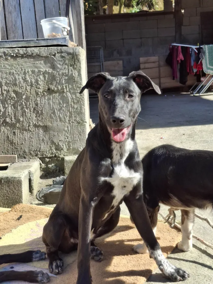 Cachorro ra a SRD-ViraLata idade 7 a 11 meses nome Serena