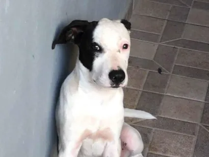 Cachorro raça SRD-ViraLata idade 4 anos nome Nick