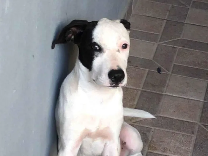 Cachorro ra a SRD-ViraLata idade 4 anos nome Nick