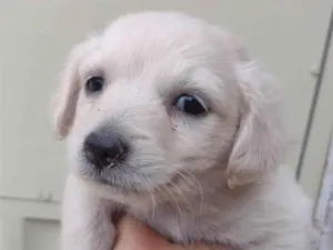 Cachorro raça SRD-ViraLata idade Abaixo de 2 meses nome Sem nome