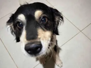 Cachorro raça SRD-ViraLata idade 5 anos nome Jack