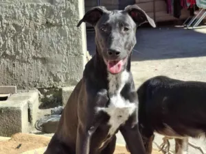 Cachorro raça SRD-ViraLata idade 7 a 11 meses nome Serena