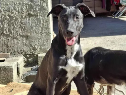 Cachorro raça SRD-ViraLata idade 7 a 11 meses nome Serena