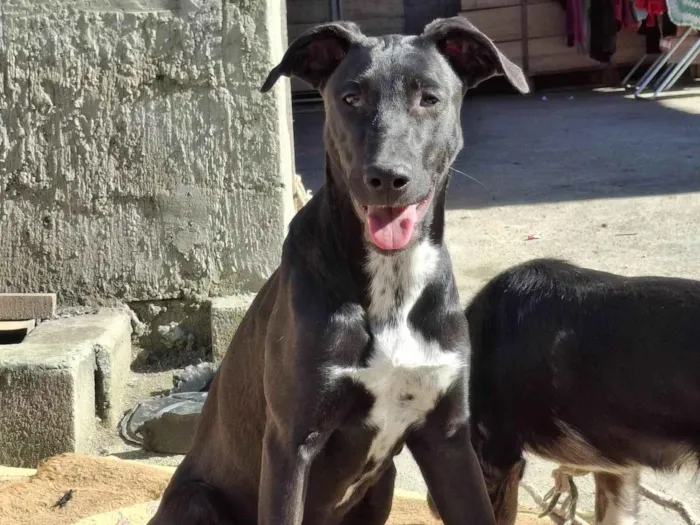 Cachorro ra a SRD-ViraLata idade 7 a 11 meses nome Serena