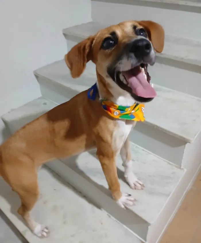 Cachorro ra a SRD-ViraLata idade 7 a 11 meses nome Gisele