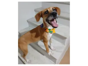 Cachorro raça SRD-ViraLata idade 7 a 11 meses nome Gisele