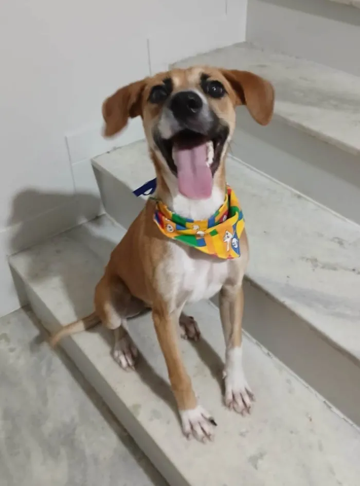 Cachorro ra a SRD-ViraLata idade 7 a 11 meses nome Gisele