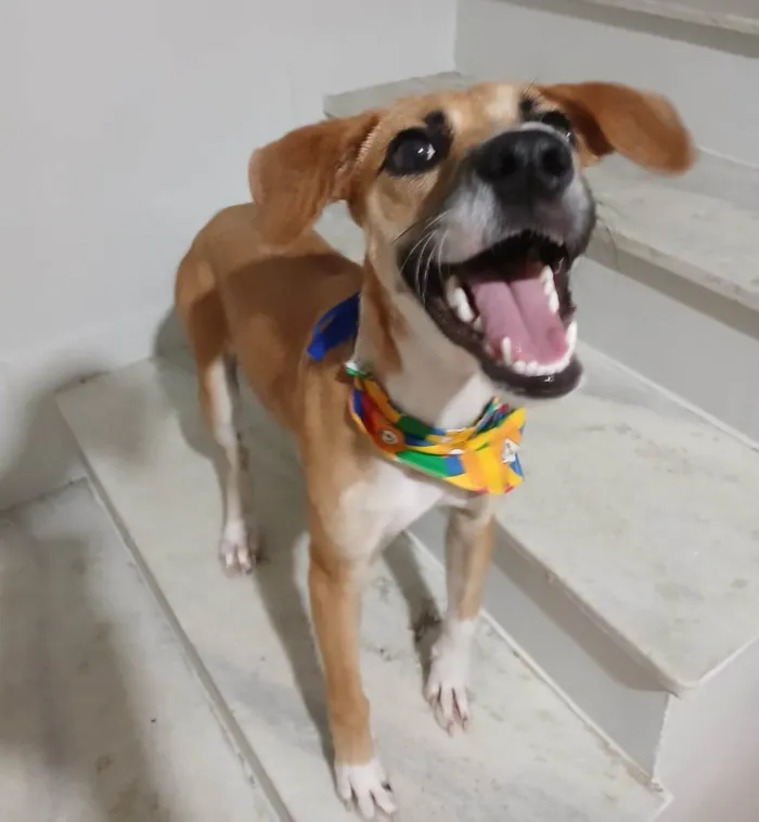 Cachorro ra a SRD-ViraLata idade 7 a 11 meses nome Gisele