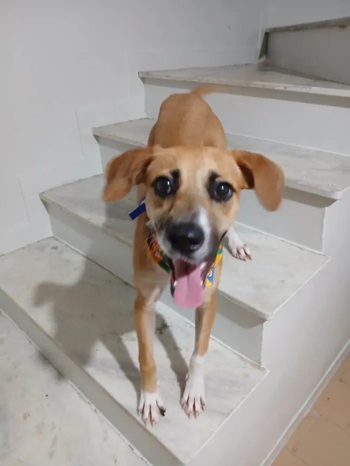 Cachorro ra a SRD-ViraLata idade 7 a 11 meses nome Gisele