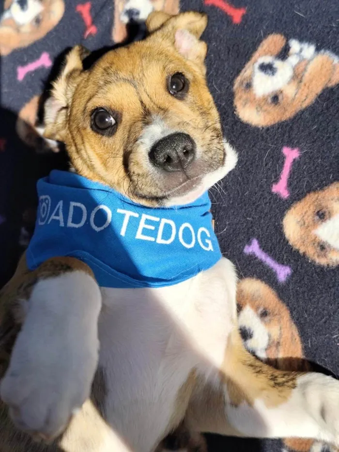 Cachorro ra a SRD-ViraLata idade 2 a 6 meses nome Léo 