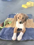 Léo 