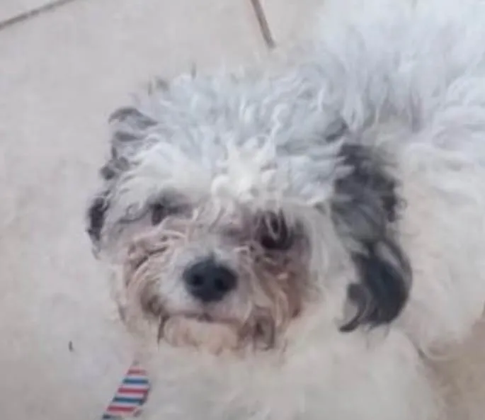 Cachorro ra a Shitzu idade 7 a 11 meses nome Floquinho 