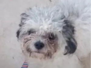 Cachorro raça Shitzu idade 7 a 11 meses nome Floquinho 
