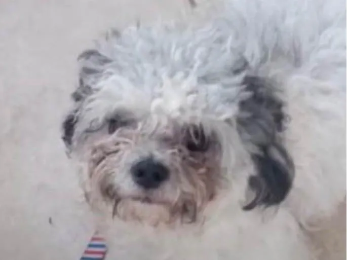 Cachorro ra a Shitzu idade 7 a 11 meses nome Floquinho 