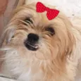 Raika