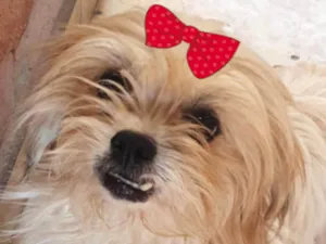 Cachorro raça Shitzu idade 7 a 11 meses nome Raika 