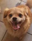 Rex 