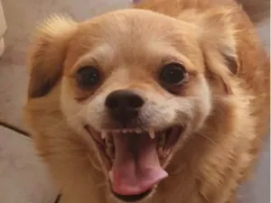 Cachorro raça Pequinês idade 7 a 11 meses nome Rex 