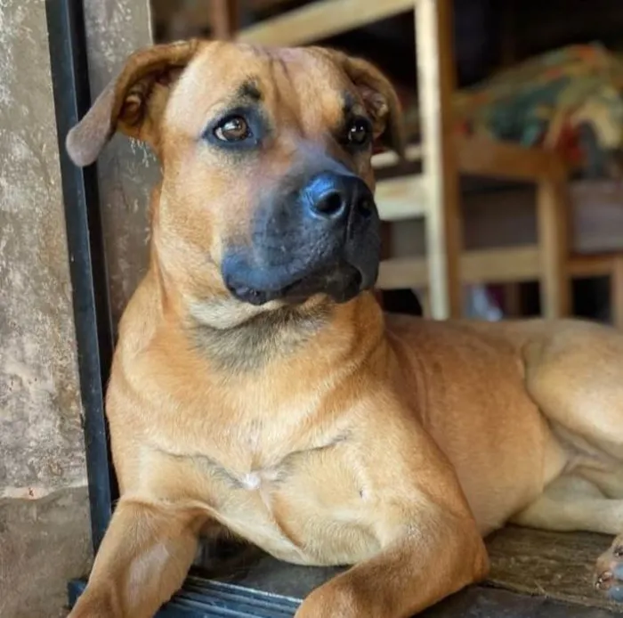Cachorro ra a SRD-ViraLata idade 2 anos nome Lolla