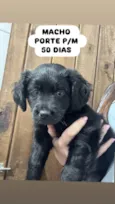 brigadeiro