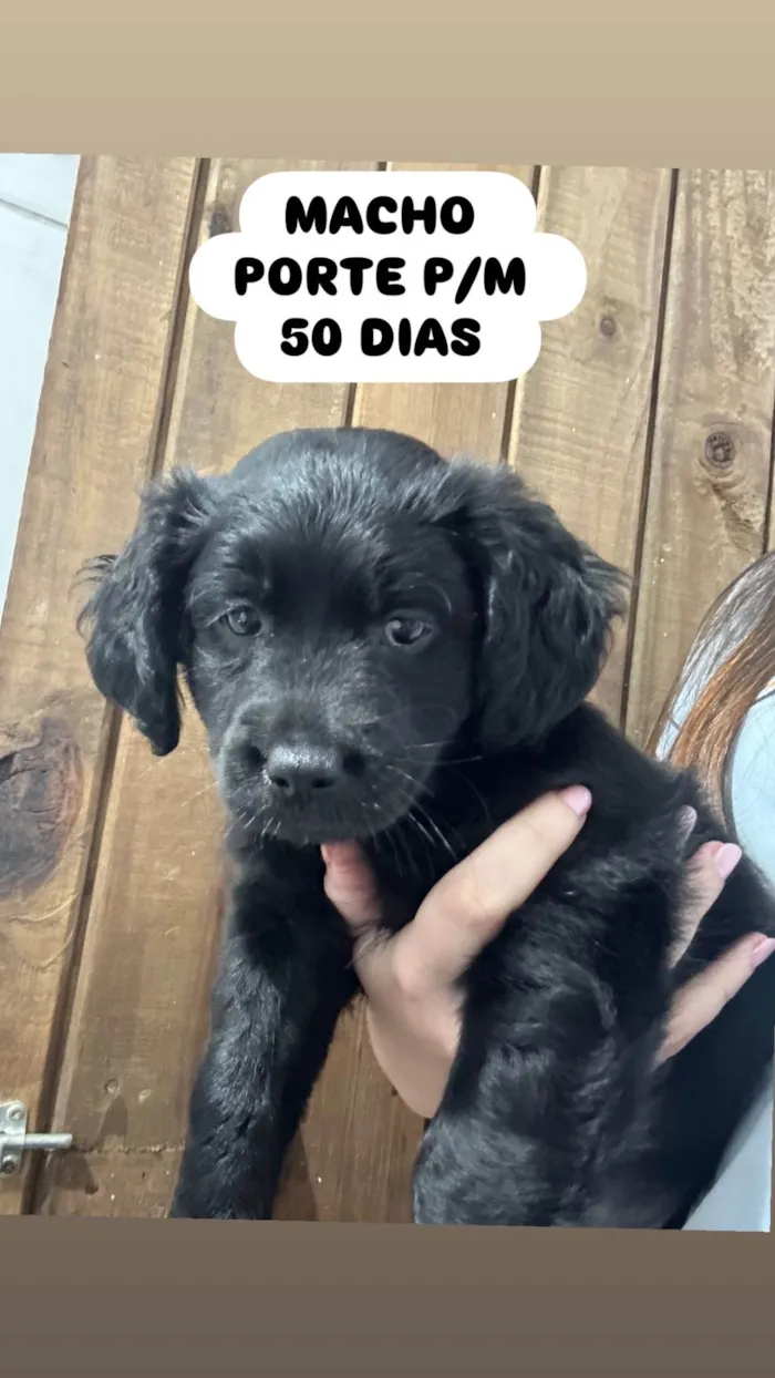 Cachorro ra a SRD-ViraLata idade 2 a 6 meses nome brigadeiro
