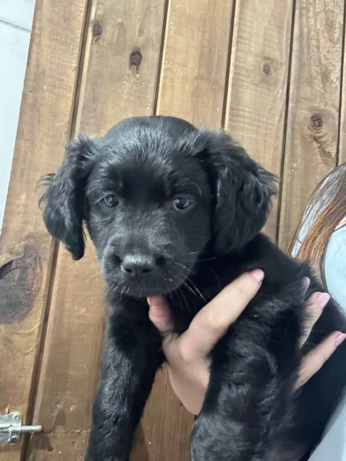 Cachorro ra a SRD-ViraLata idade 2 a 6 meses nome brigadeiro