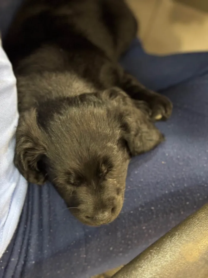 Cachorro ra a SRD-ViraLata idade 2 a 6 meses nome brigadeiro