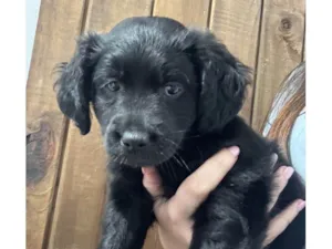 Cachorro raça SRD-ViraLata idade 2 a 6 meses nome brigadeiro
