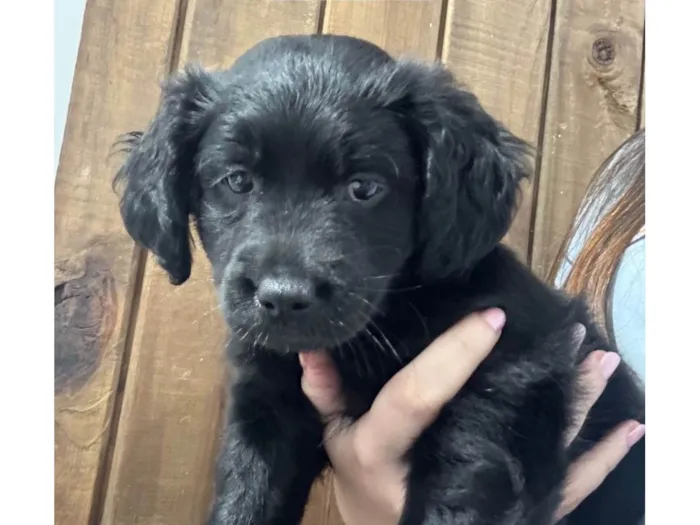 Cachorro ra a SRD-ViraLata idade 2 a 6 meses nome brigadeiro
