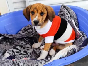 Cachorro raça SRD-ViraLata idade 2 a 6 meses nome Léo 