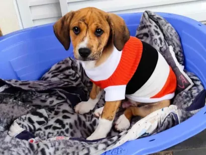 Cachorro raça SRD-ViraLata idade 2 a 6 meses nome Léo 