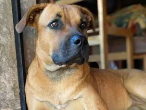 Cachorro raça SRD-ViraLata idade 2 anos nome Lolla