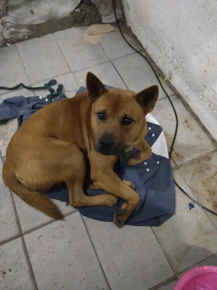 Cachorro ra a SRD-ViraLata idade 1 ano nome raje