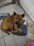 raje