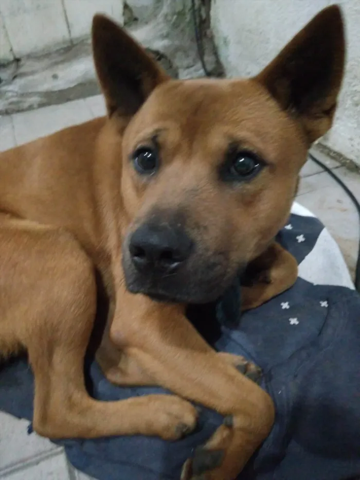 Cachorro ra a SRD-ViraLata idade 1 ano nome raje