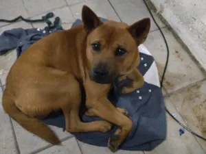 Cachorro raça SRD-ViraLata idade 1 ano nome raje