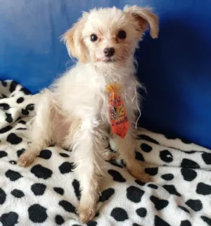 Cachorro raça Maltês idade 7 a 11 meses nome Kleber