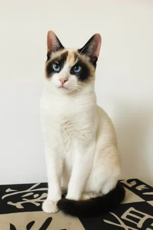 Gato raça SRD-ViraLata idade 2 a 6 meses nome Estrela