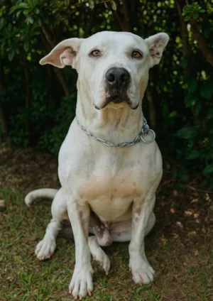 Cachorro raça Pit-Bull idade 3 anos nome Leão 