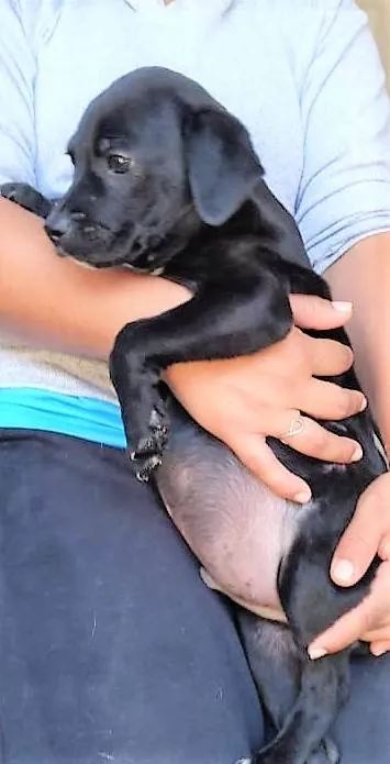 Cachorro ra a SRD-ViraLata idade 2 a 6 meses nome Marcos